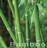 bamboo_image